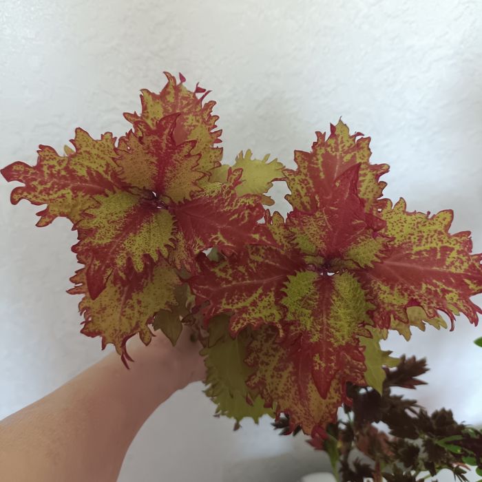 Комнатные растения