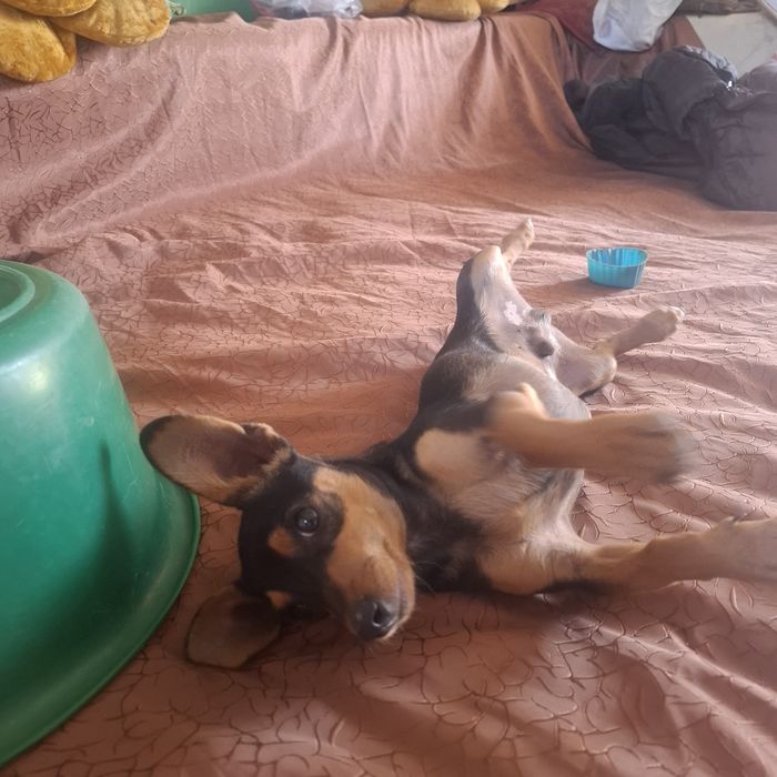 Продам Тойтерьер мальчика