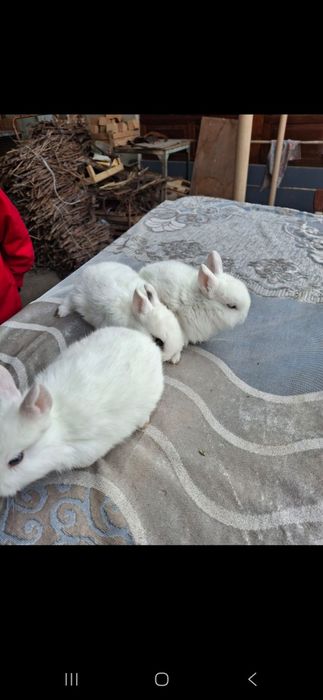 quyon  bolalari  sotiladi