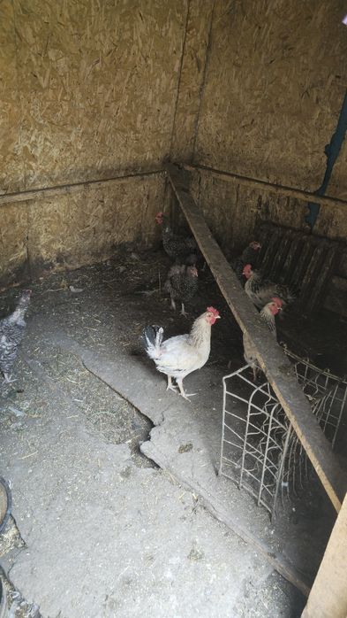 Куры продам Куреи