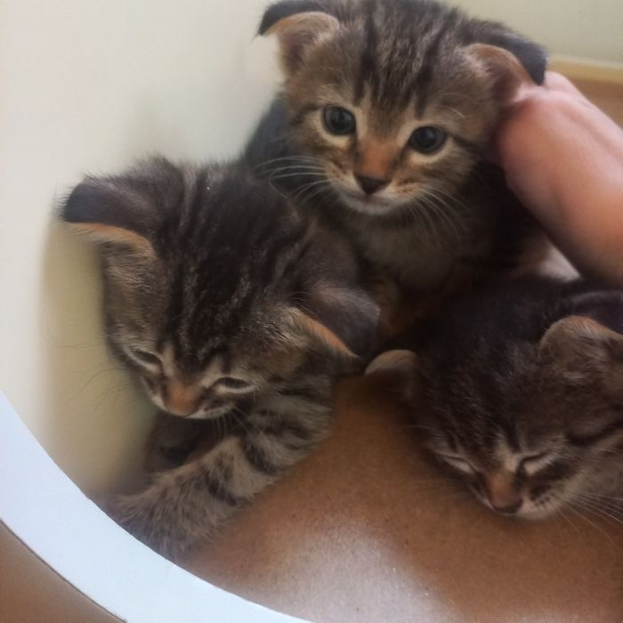 Вислоухие котята один мес мальчик и девочка
