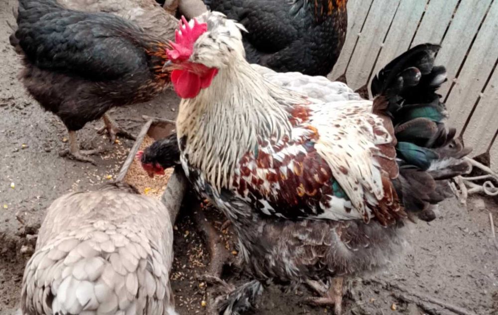 Cocoș rasă grea de prăsilă, tânăr din Aprilie, fertil