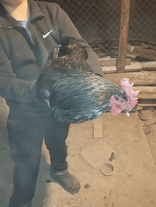 Продоётся 2 петуха