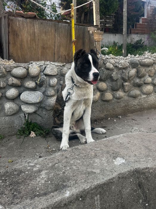 Подарявам куче с паспорт