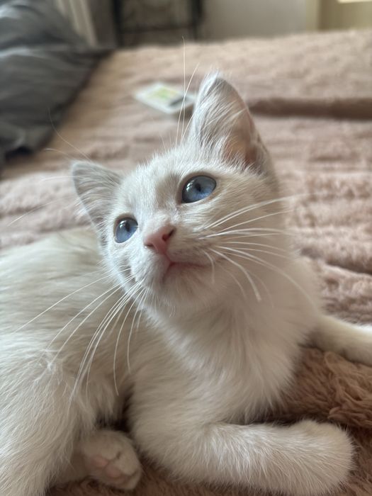 Отдам очеровательного котенка