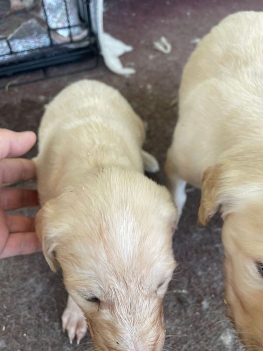 Продается щенки в Астане