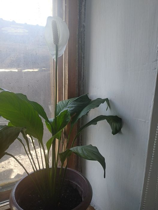 Продам комнатные цветы