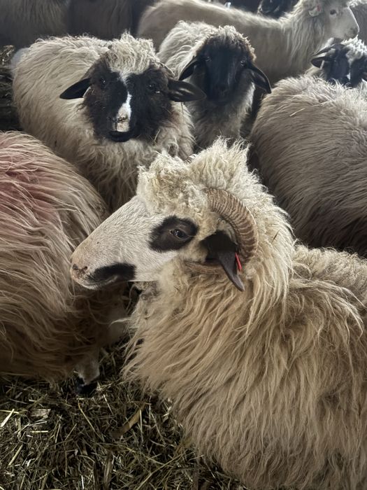 Oi cu. Miei. dupa ele