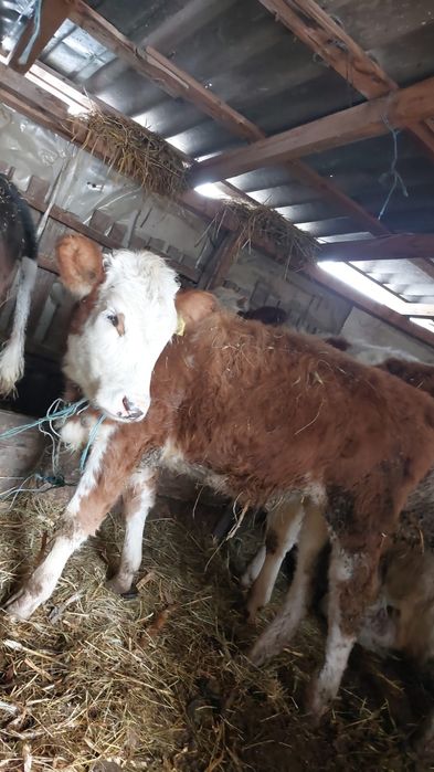 Vând vitea bălțată românească