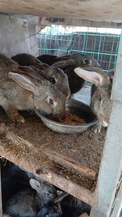 Vand iepuri Hicoli cu Curias de transilvania