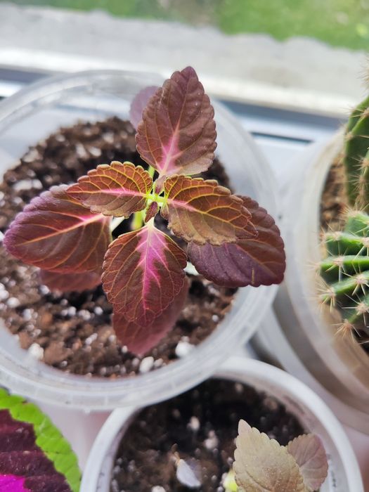 Продаются колеусы