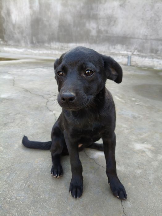 Отдадим бесплатно, двух щенков лабрадора.