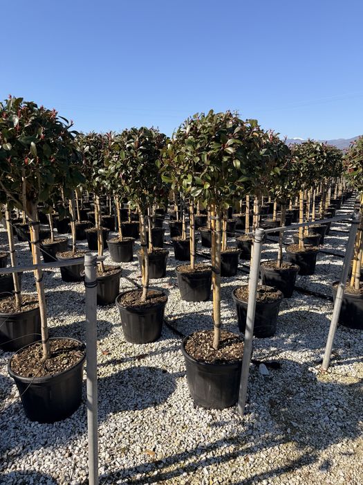 Photinia Red Robin tufa /tija (Plante ornamentale )