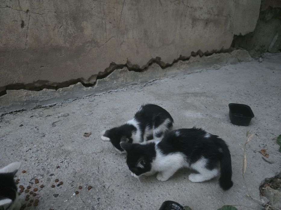 Котята,черно белые 4шт