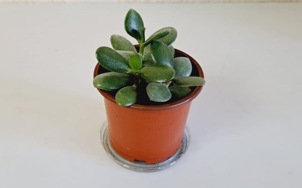 Суккуленты  Суккуленты