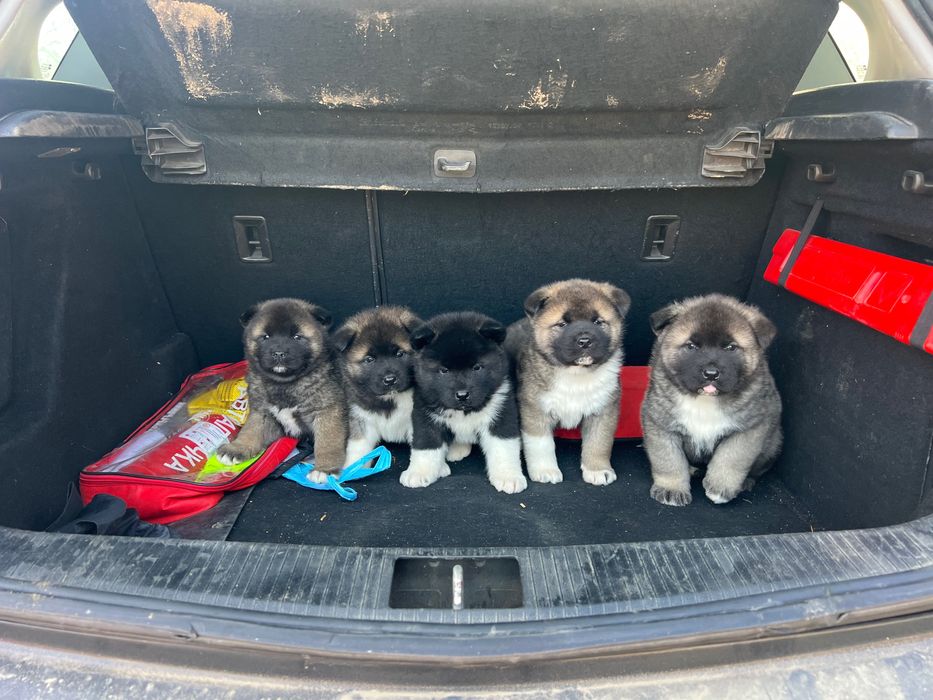 Американска акита