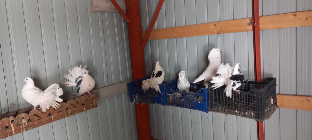 Vand porumbei voltati