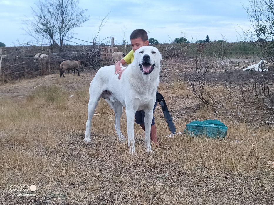 САО Алабайчета, чистокръвни