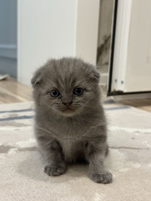 Шотландские котята кошки