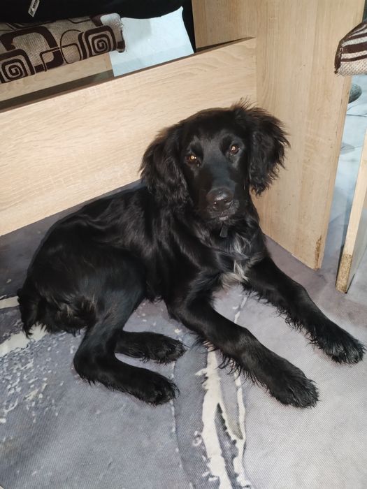 Отдам спаниель подростка щенка в хорошие руки