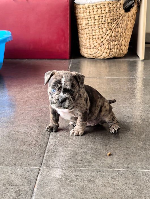 French Bully Кучета