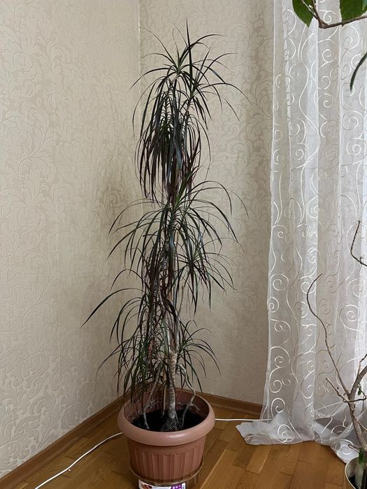 Продам  комнатное  растение