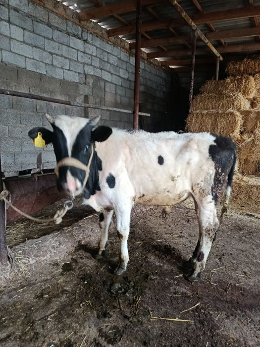 Буқа сатылады аа