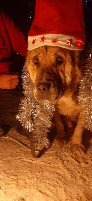 Ждём любящих хозяев для собачек