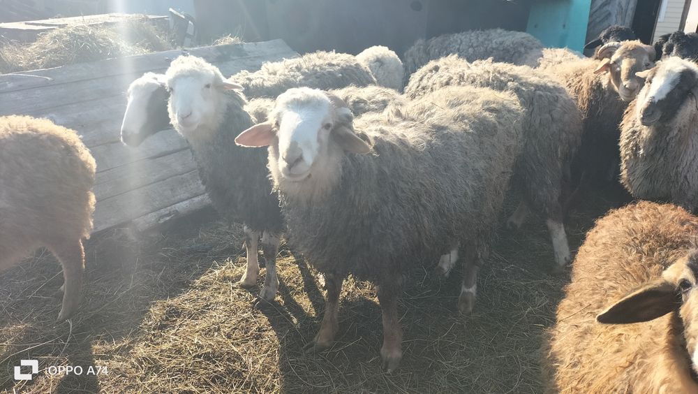 Продам жирных баранов