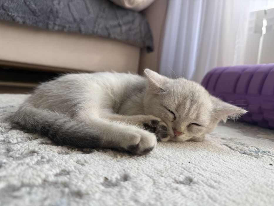Британский котёнок, мальчик, 2 месяца