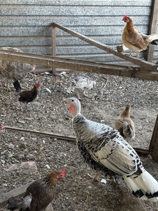 Продам птицу, индюков, кур, петухов
