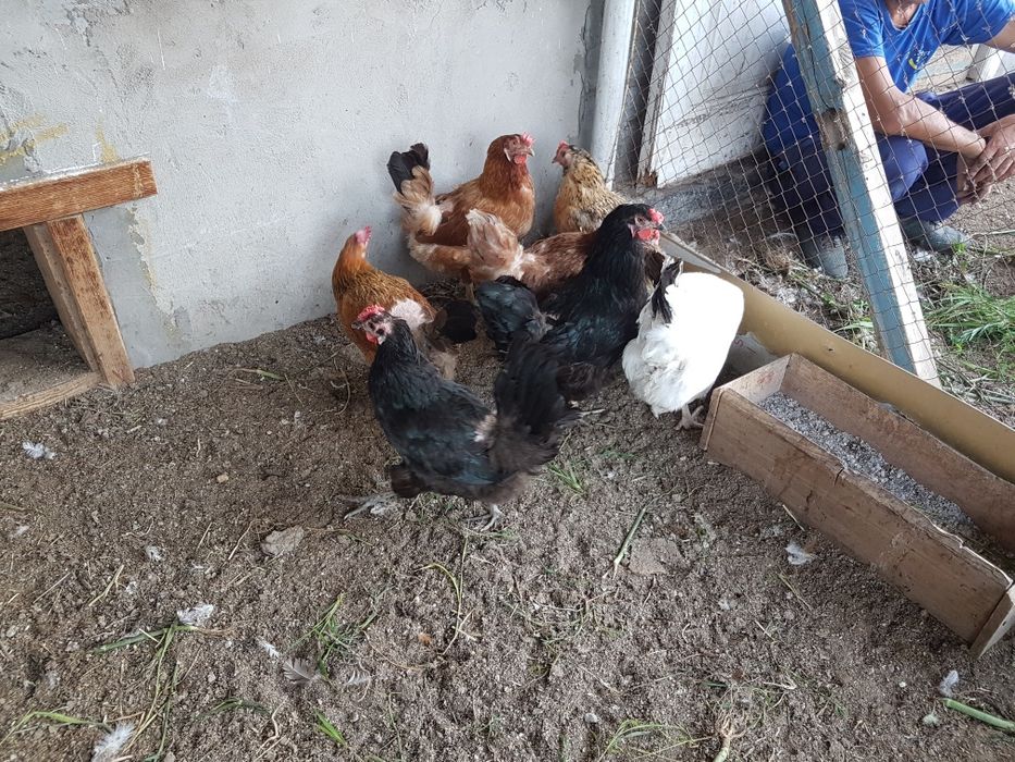 Продам домашних кур