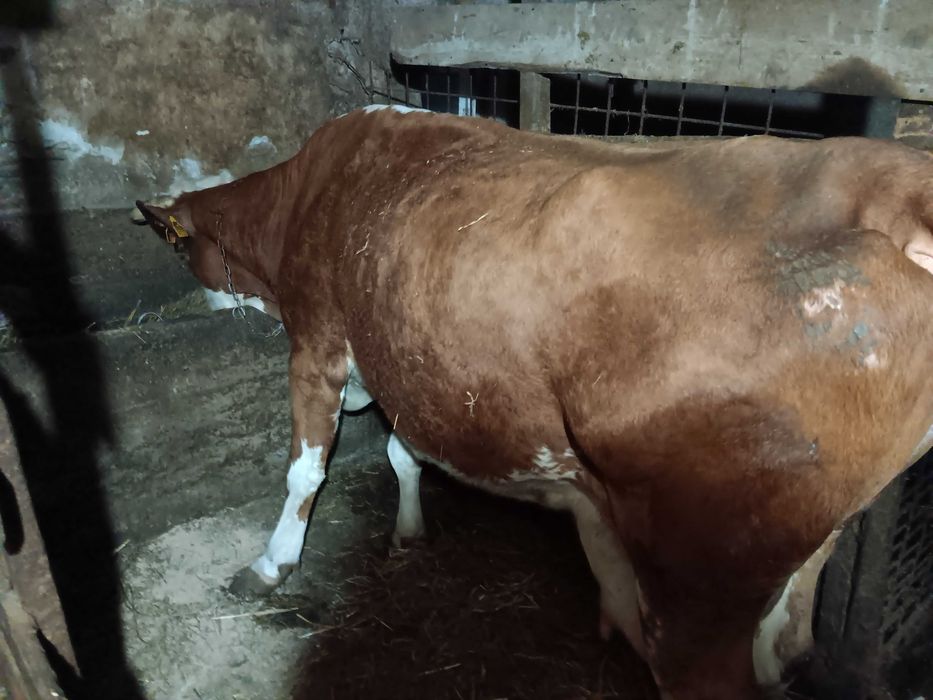 Vacă de vânzare  balțată