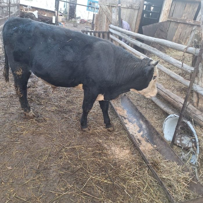 Продам бычков и тёлок