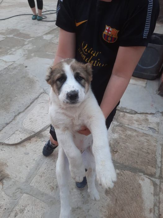 сатлад срочнo