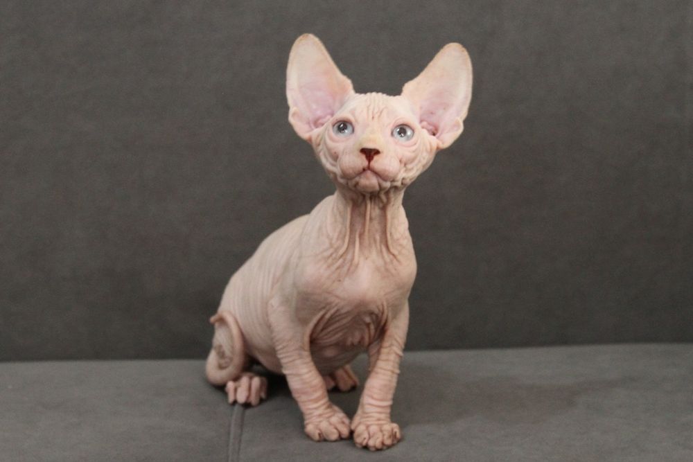 Сфинксы из профессионального питомника