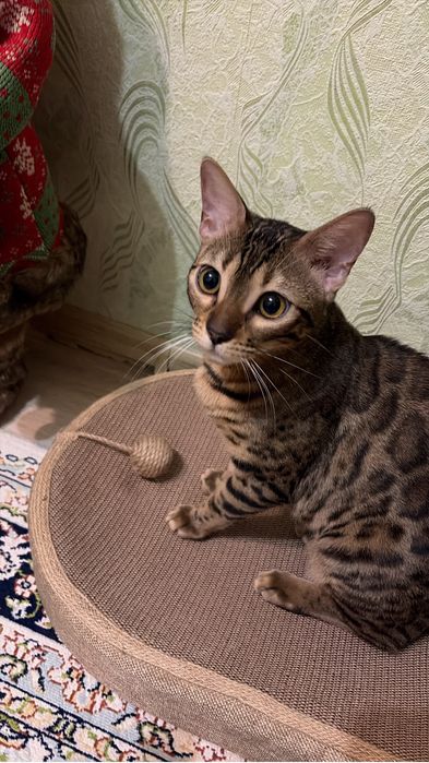 Вязка кошечки бенгал