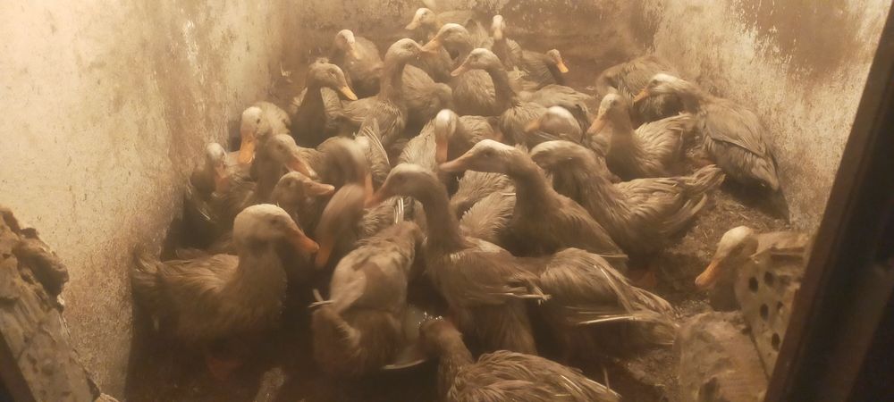 Продам уток пикинки 36 штук цена 7 тысяч за голову