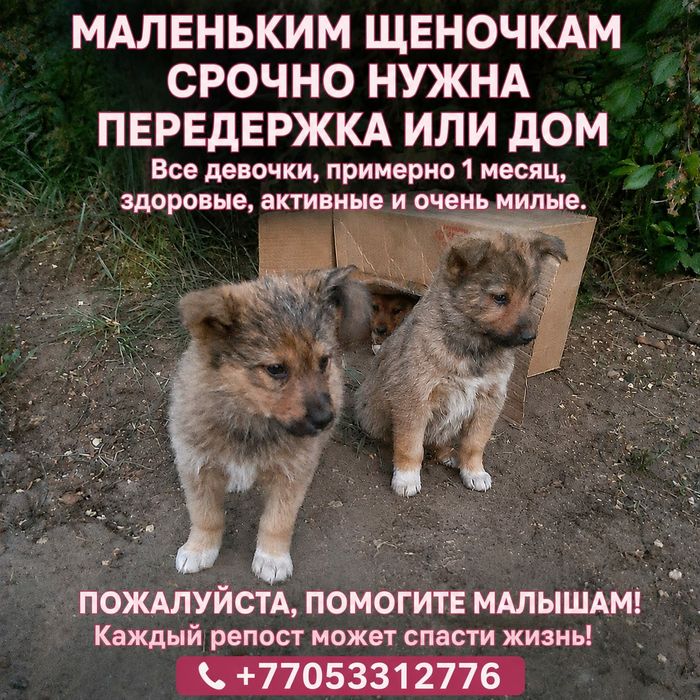 Щенки бесплатно...