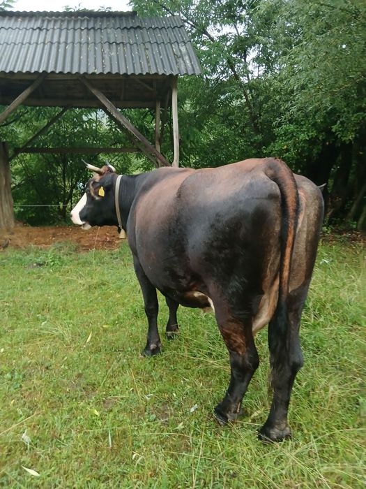 Vand vaca