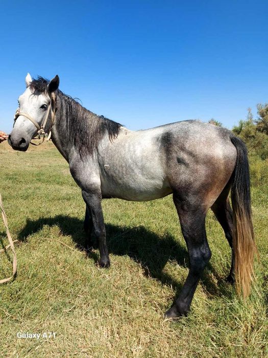 Toy sotiladi, 5 yosh