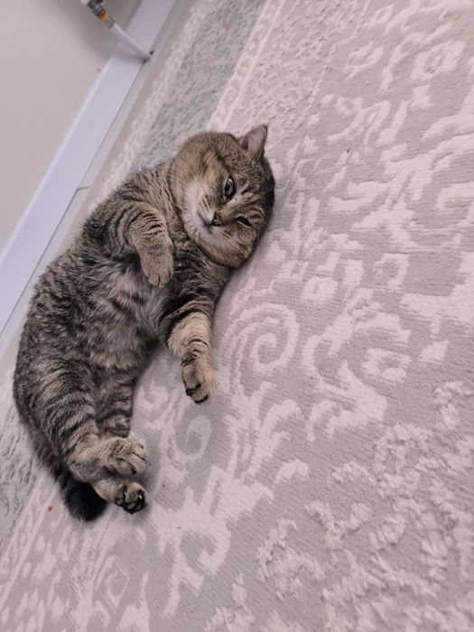Отдам кота в добрые руки