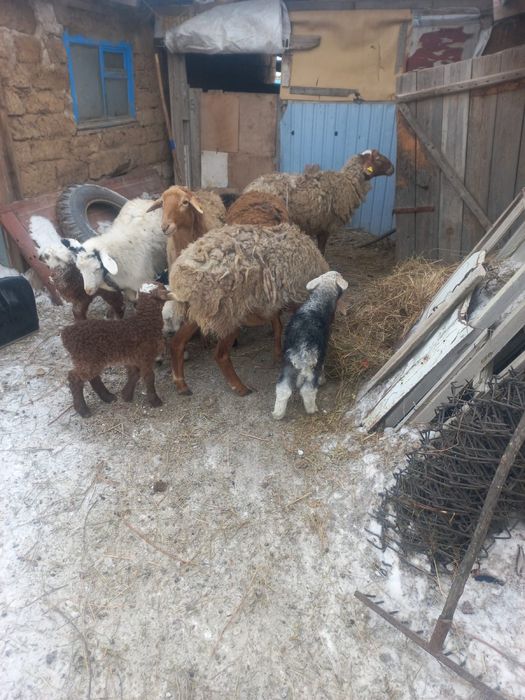 Продам баран 15 голов