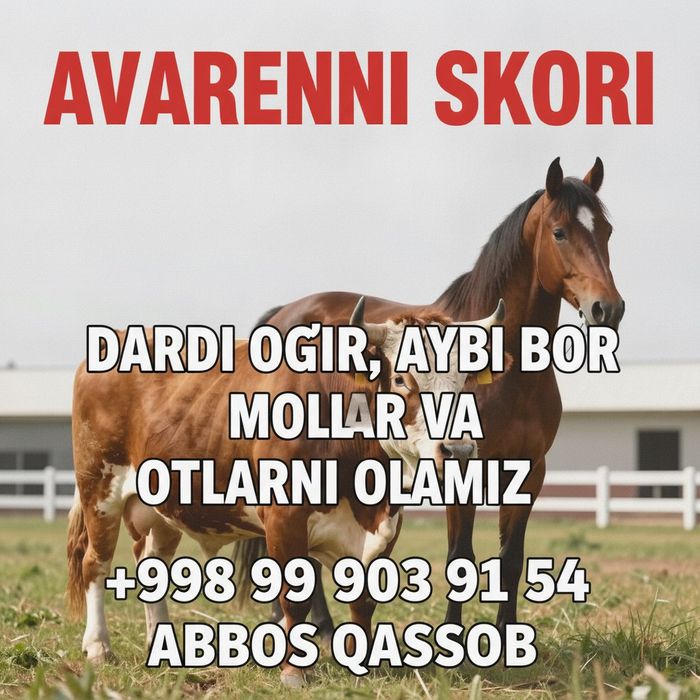 Qassob hizmatlari