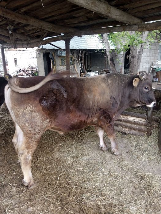 Бычок алатауской