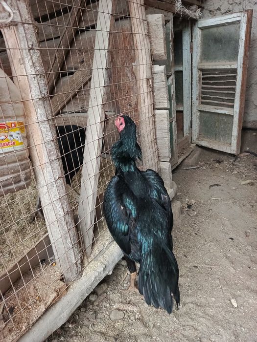 Nemis mokiyon sotiladi 4 kilo