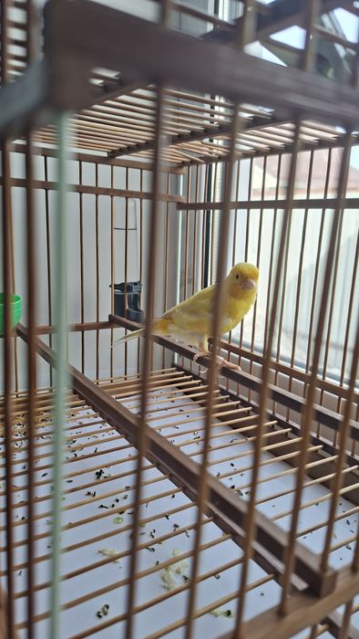 Продаю кенара, самец 11 месяцев