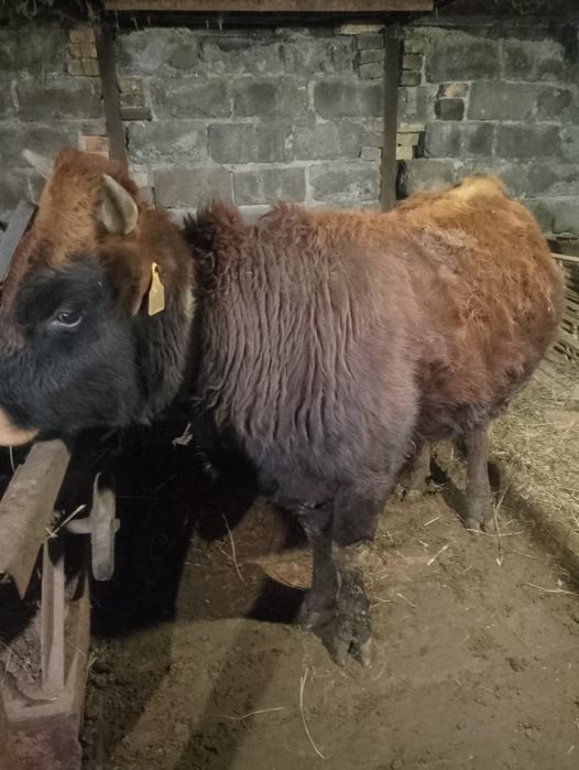Продам быка крупного 1.9месецев