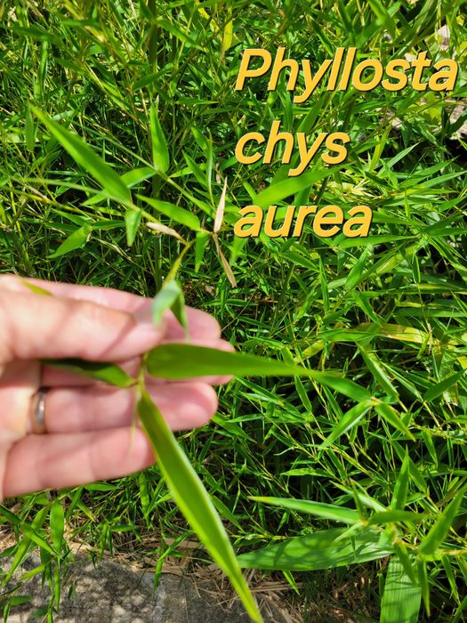 Бамбук студеноустойчиви видове в София