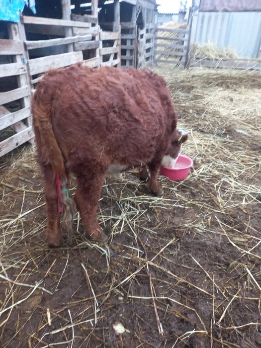 Продам корову  здоровая  ………………..